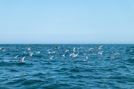Aves volando sobre la mar casando peces en las islas ballestas en paracas