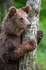 Wild Brown Bear in the summer forest. Animal in natural habitat. Wildlife scene