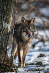 Fototapeta premium Wolf in the forest up close. Wild animal in the natural habitat