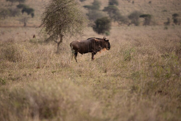 Fototapeta na wymiar Water buffalo, bovidae, Bovidaeam, photographed on a safari in the savannah of Africa. Buffalo herd in the morning in sunshine, Tsavo National Park, Kenya Africa