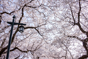 袋川添いの満開の桜 鳥取県 鳥取市