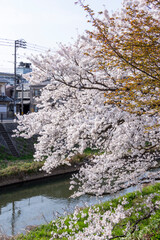 袋川添いの満開の桜 鳥取県 鳥取市