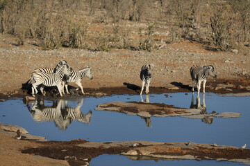 Reflection of the animals in Namibia, Etosha National Park