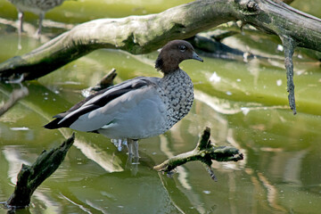 the Australian maned duck is walking in at the lakes edge