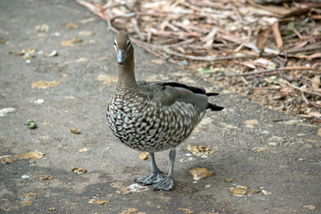 the male australian wood duck is looking for food on the path