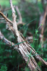 Spring nature background. Forest landscape. Green trees and grass on a spring morning.