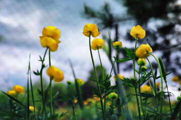 Fototapeta premium Plants and flowers macro. Detail of petals and leaves at sunset. Natural nature background.