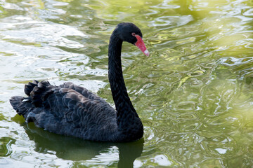 Naklejka premium the black swan is swimming in the lake