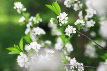 White flowers on a green bush. Spring cherry apple blossom. The white rose is blooming.