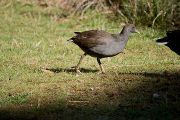 this is a side view of a bush hen