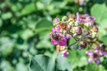 Pest White spotted rose beetle eats pink blackberry flowers outdoors. Natural wallpaper with an...