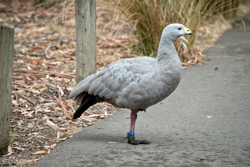 this is a side view of a cape barren goose