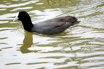 the Eurasian coot is swimming in the lake