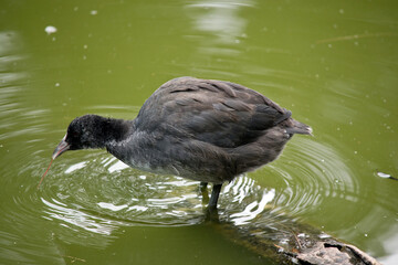 this is a side view of an Eurasian coot chick