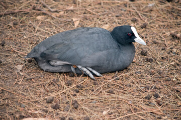 the eurasian coot is resting on a straw bed
