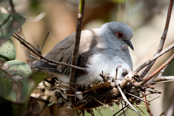 the diamond dove is sitting on a nest