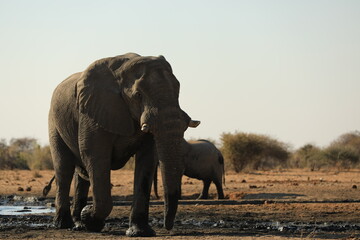 Fototapeta premium Elephant Family has a great time in swamp, Namibia Etosha National Park