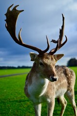 Deer model