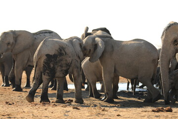 Fototapeta na wymiar Elephant Family has a great time in swamp, Namibia Etosha National Park