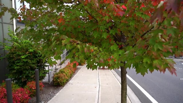 A clean and well maintained sidewalk and street. There is a maple tree coming into fall.