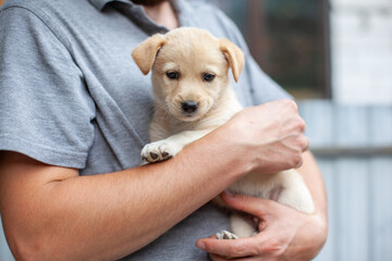 Man holding cute beige puppy in hands. Homeless little dog outdoor. The puppy is sad and scared. About the fragility of an animals. Caring for the puppy.