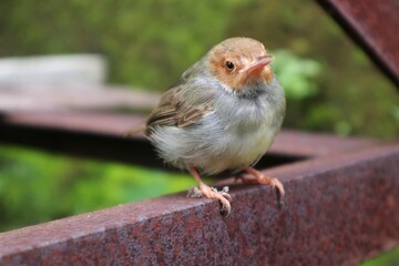 beautiful bird perched on iron