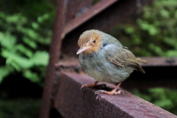 beautiful bird perched on iron