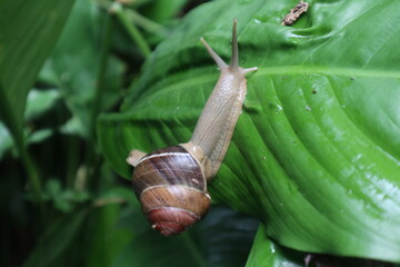 snail on a leaf
