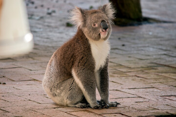the koala is sitting on bricks