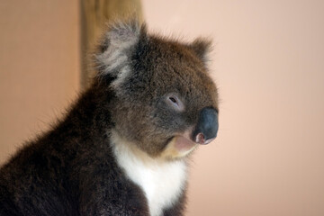 this is a close uo of a koala
