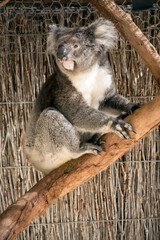 the koala is climbing a tree