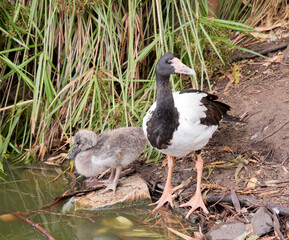 the magpie goose watches over her gosling by the water