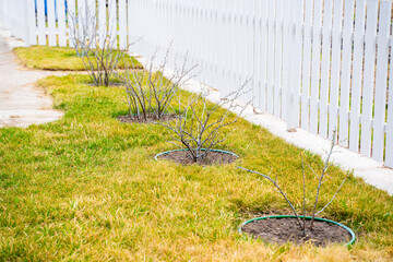 Gooseberry bushes are planted on the lawn in spring. Bare branches of berry bushes after winter. garden care