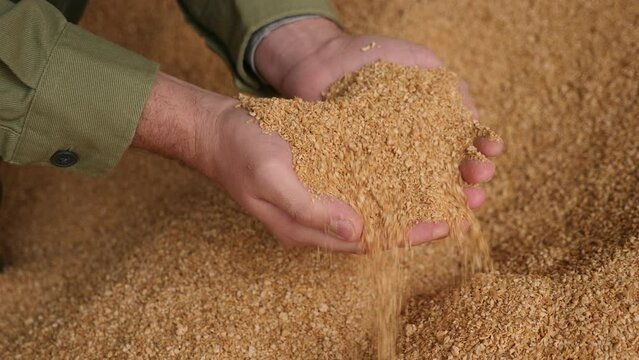 Closeup of handful of soybean hulls in hands of male farmer. Concept of organic feed supplement in production of compound feed for dairy cattle. High quality 4k footage
