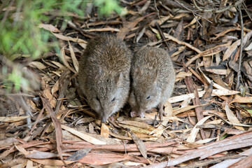 the two potoroos are searching for food