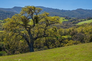 Fototapeta premium landscape with oak trees in spring season