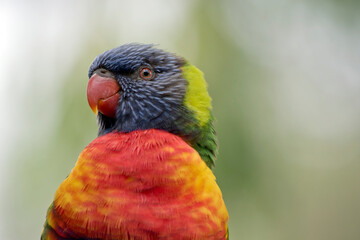 this is a close up of a rainbow lorikeet