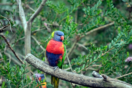 the rainbow lorikeet is perched on a tree branch