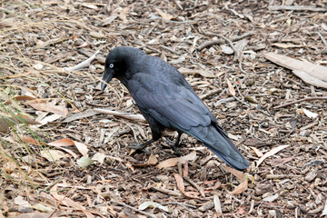the australian raven is looking for food