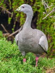  Cape Barren Goose Vert