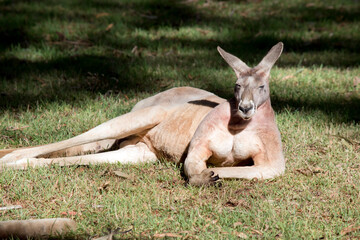 the male red kangaroo is a reddish brown