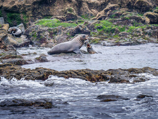 Fototapeta premium Australian Sea Lion With Pup