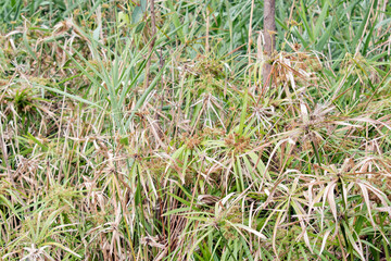 the reeds are so thick that it is chocking the water flow