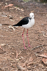 the black winged stilt is a tall sea bird