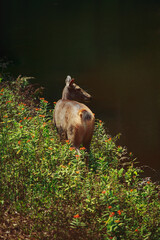 female sambar deer beside creek in khaoyai national park thailand