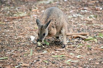 the tammar wallaby is eating leaves