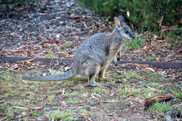 this is a side view of a tammar wallaby in a field
