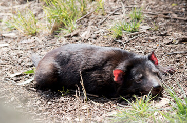 the Tasmanian devil is resting on grass and teigs