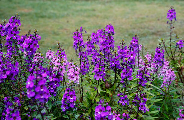 Obraz premium Background of purple Angelonia salicariifolia kniwn as Willowleaf Angelon in green grass background