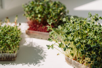 Microgreens in containers on a white windowsill in the sun.